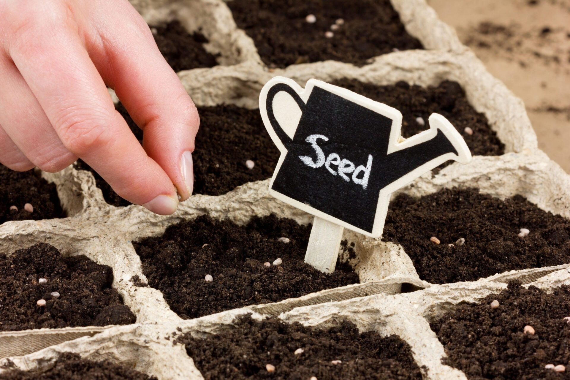 Borrow, Grow and Return: It’s Thyme to Join the Seed Library